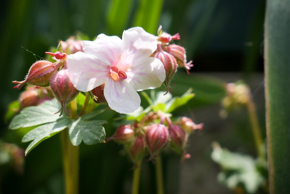 Trvalkový záhon 2020 - Obrázok č. 21