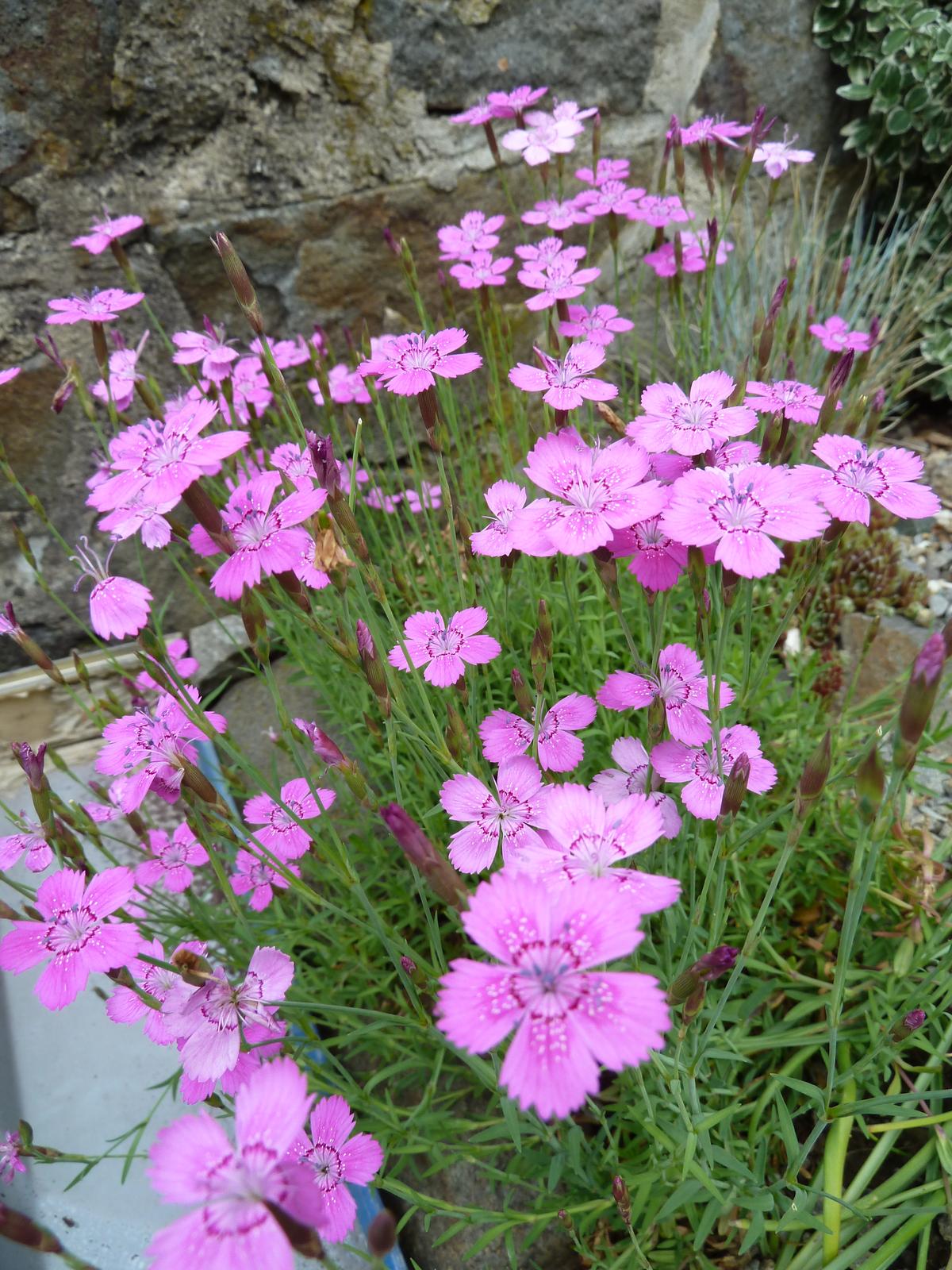 Klinček slzičkový ružový - 0,1 g semien - Obrázok č. 2