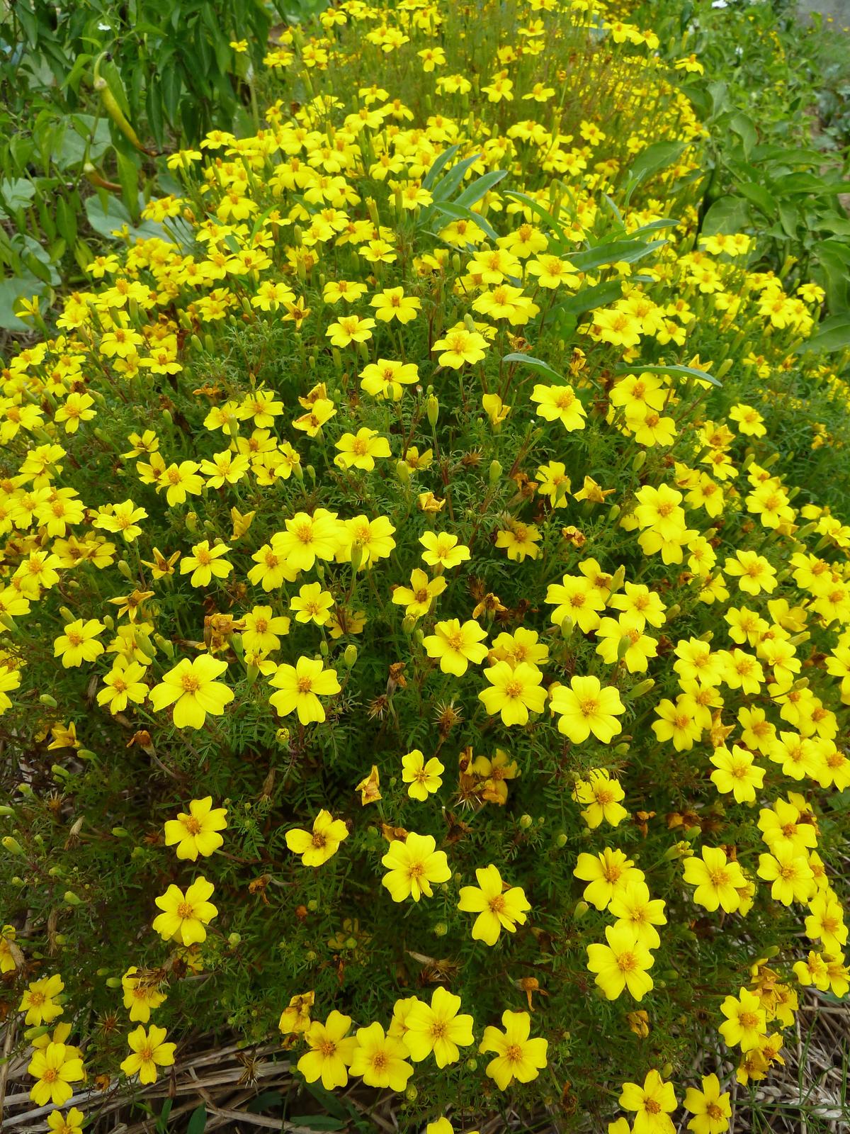 Aksamietnica drobnokvetá, žltá - 0,2 g semená - Obrázok č. 2