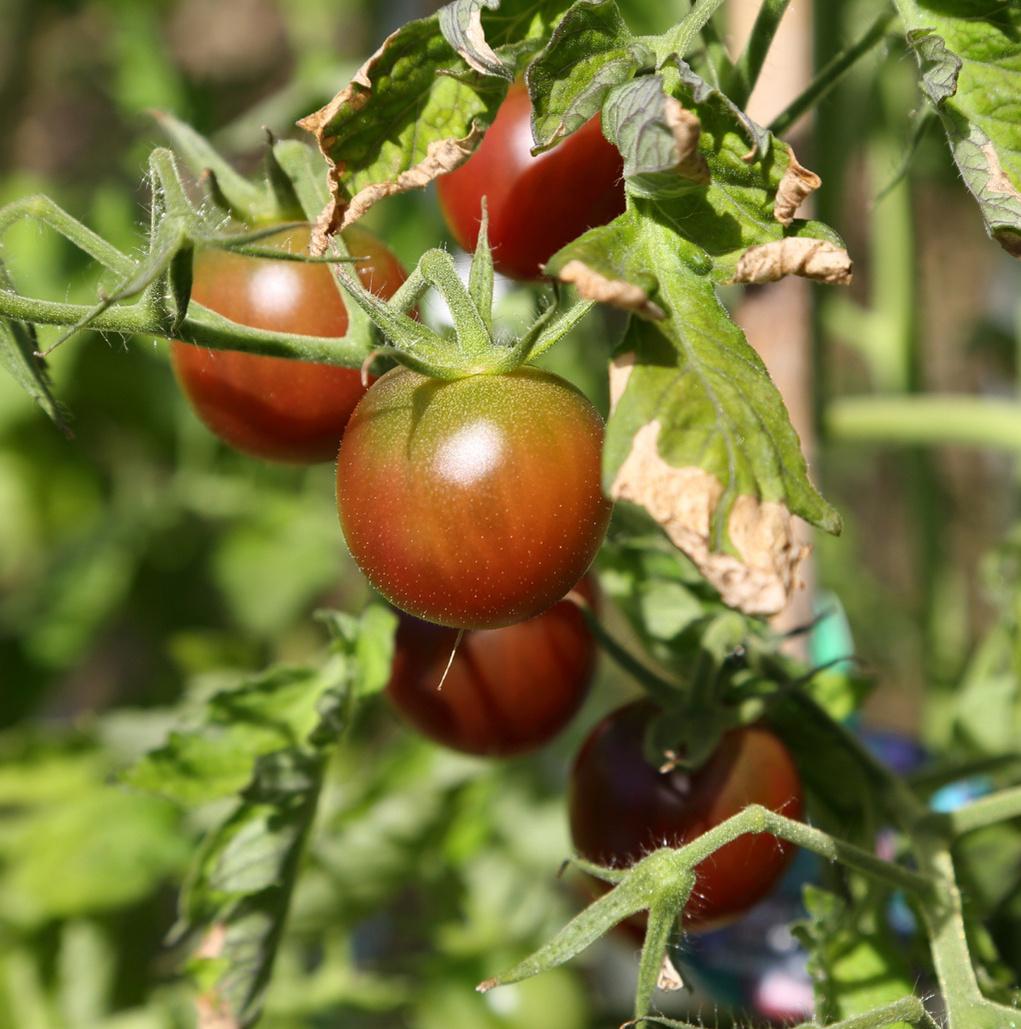 Paradajka Black cherry - 15 k semená - Obrázok č. 1