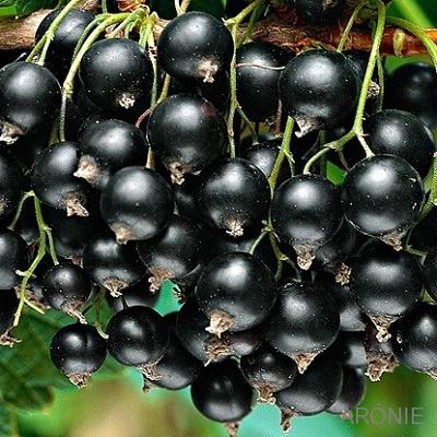 Zahrada - Ribes nigrum Titania