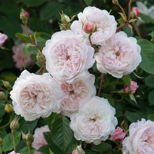 Rambling roses