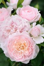 Wildeve rose