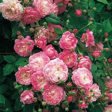 Flora rambling rosa