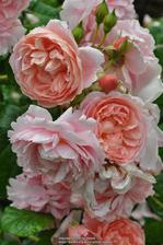 Strawberry Hill