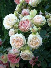 Swansong- willows rosa
