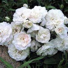 Swany mini rose