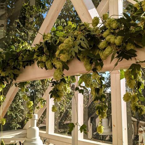 Viktoriánsky skleník - Greenhouse, náš skleník na štýl Victorian Glasshouse