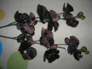 hnedé orchidey