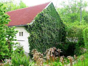 Hedera Helix ma radsej tien