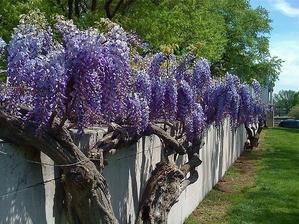 visteria ma mohutne kmene