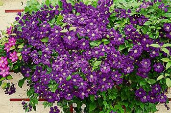 na menšie slnečné plochy a treláže Clematis Jackmanii