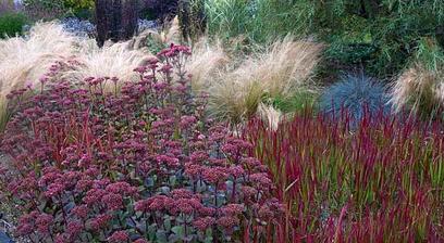 Sedum, Imperata Red Baron, Festuca, Stipa