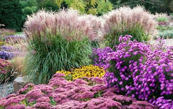 Sedum, Rudbekia, Astra, Ozdobnica