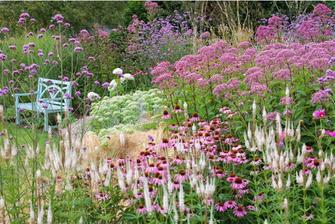 Echinacea, Veronicastrum Album, Eupatorium Maculatum, Sedum Brilliant, Geranium Rozanne, Hydrangea Annabelle,Verbena, Stipa