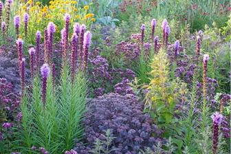 Liatris, Sedum, Heliopsis, Ornamental Oregano