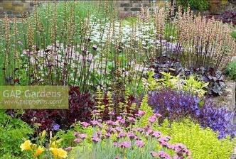 Heuchera 'Prince', Heuchera 'Silver Scrolls', Pyrethrum poterifolium, Centaurea montana 'Gold Bullion', Campanula poscharskyana 'Blue Waterfall', Origanum vulgare 'Thumble's Variety', Lychnis flos-jovis 'Hort's Variety', Astrantia 'Buckland'