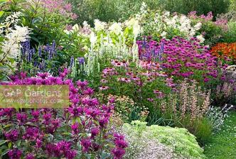 Echinacea purpurea, Phlox 'Le Mahdi' Persicaria polymorpha, Agastache 'Blackadder', Monarda 'Vintage Vine', Sedum 'eluwse Wakel', Helenium 'Sahin's Early Flowerer', Agastache 'Alabaster' and Hydrangea paniculata 'Limelight'