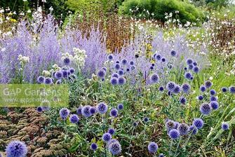 Echinops ritro 'Veitch's Blue' with Perovskia atriplicifolia 'Little Spire' and Sedum 'Matrona'
