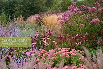 Sedum spectabile 'Autumn Joy', Echinacea purpurea 'Rubinstern', Eupatorium, Perovskia 'Blue Spire' and Calamagrostis 'Karl Foerster'