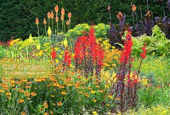 Canna 'Wyoming', Helenium 'Waltraut', Kniphofia uvaria 'Nobilis' and Lobelia cardinalis 'Bee's Flame'