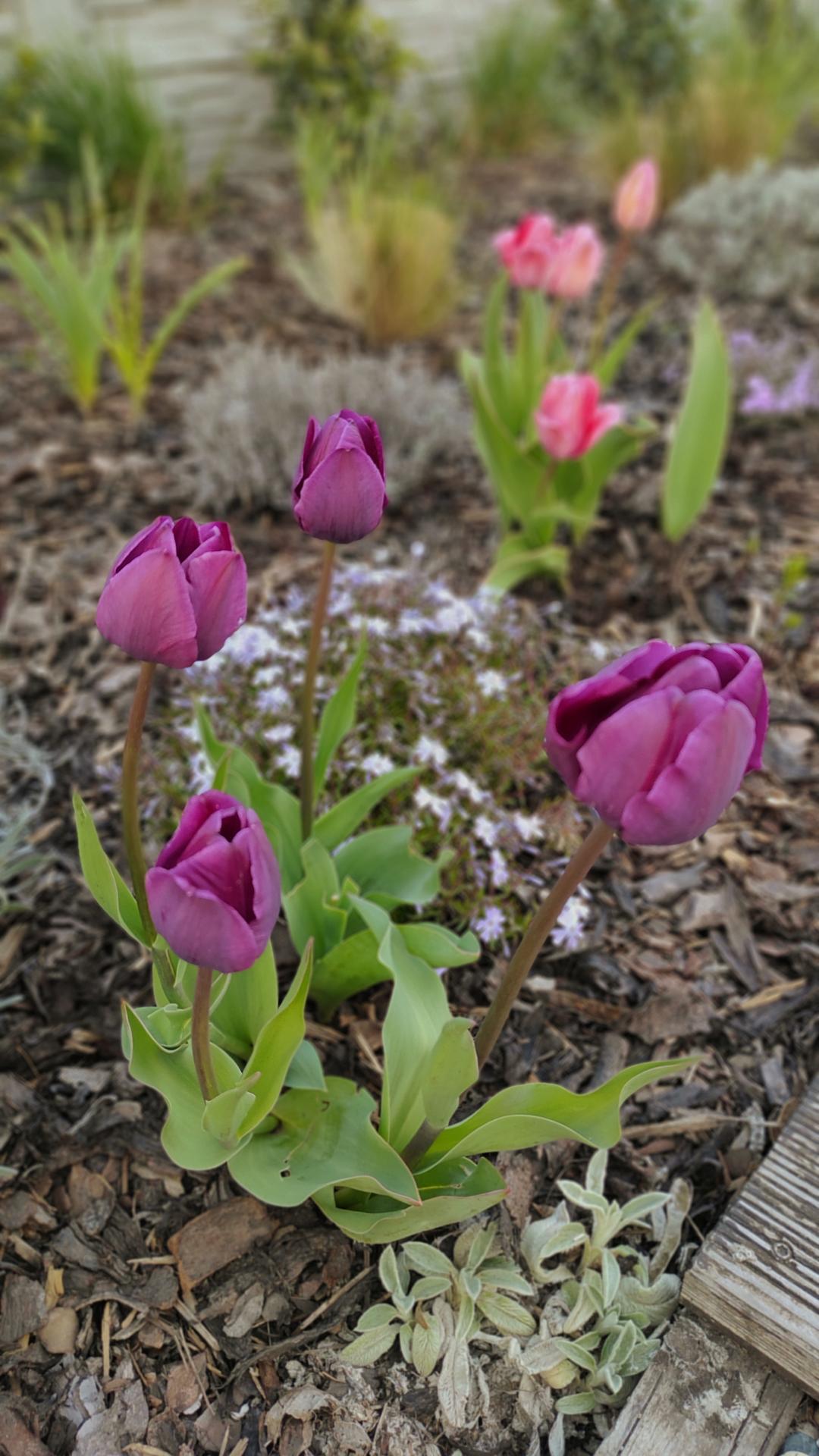 U nás po 5-ti letech - Tulipány letos nějaké malé, nízké 🤔asi málo sluníčka 