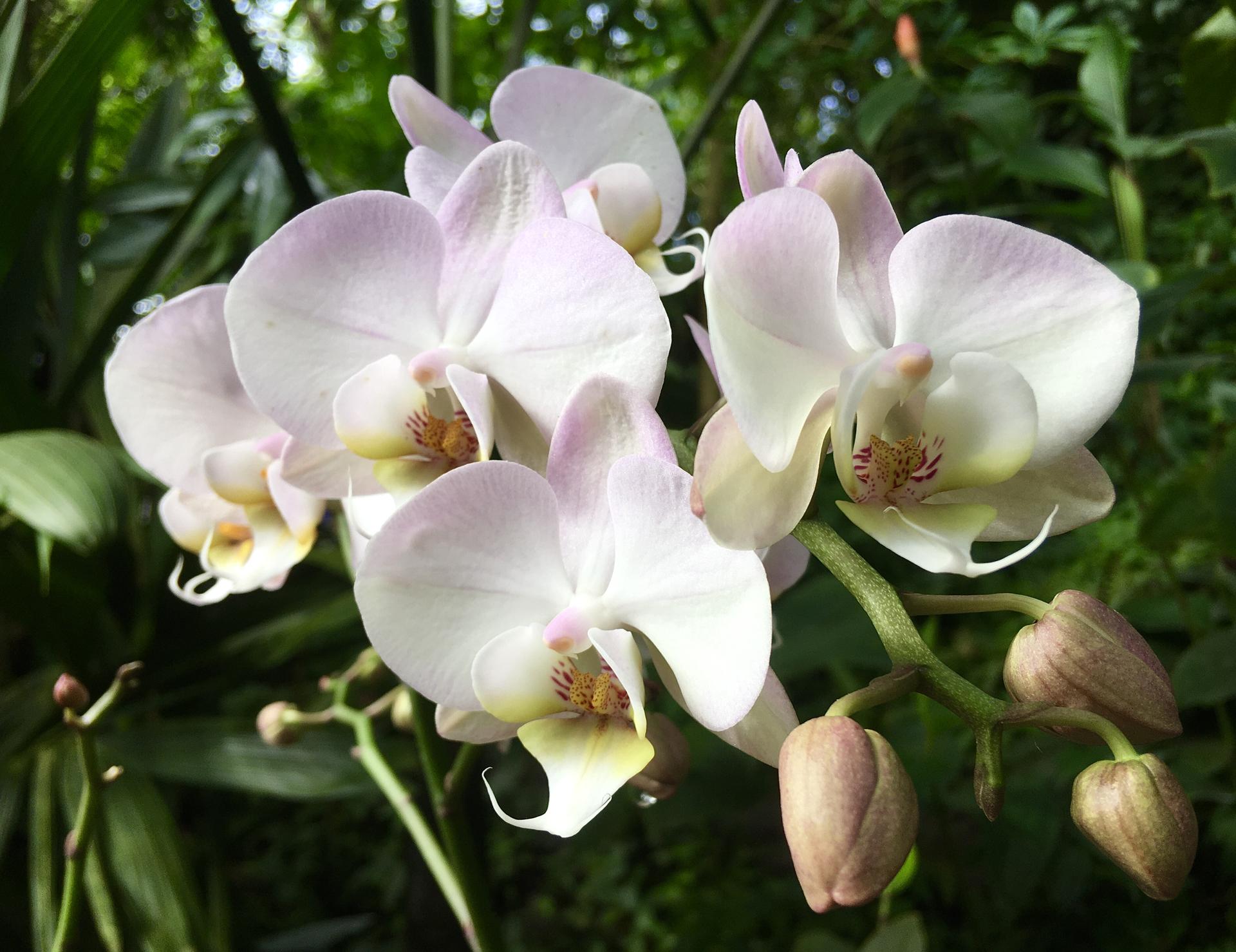 Vystava orchideji 2020 - Obrázek č. 11