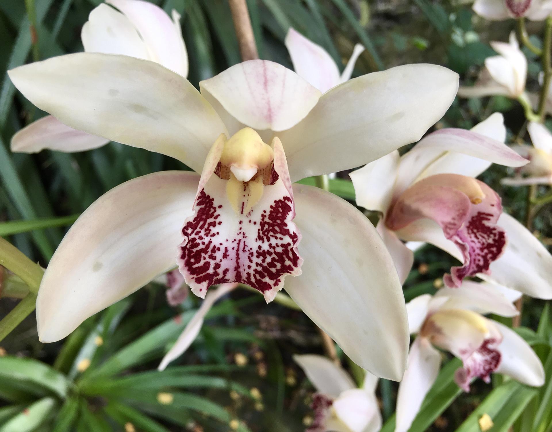 Vystava orchideji 2020 - Obrázek č. 6