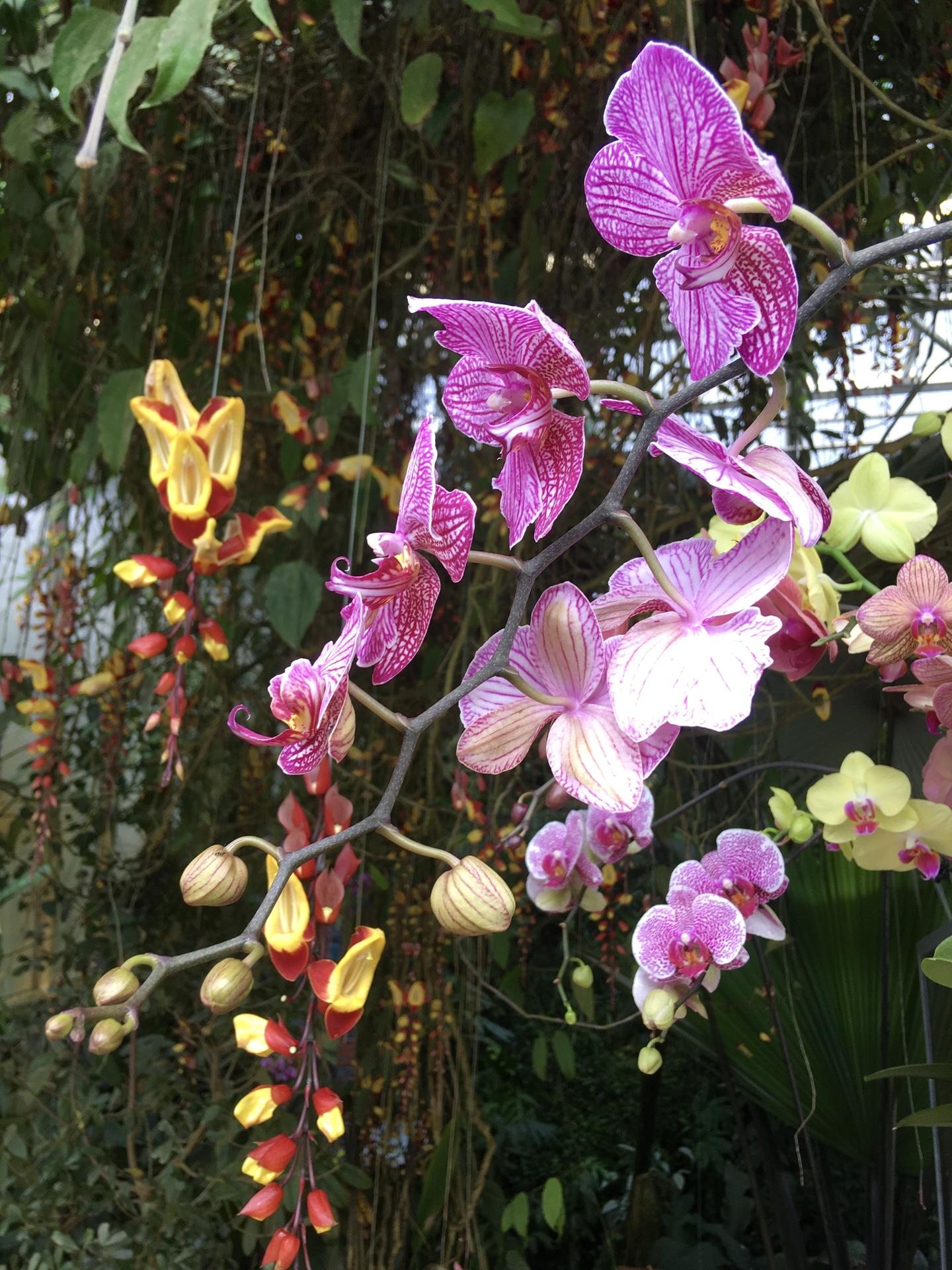 Vystava orchideji 2020 - Obrázek č. 32