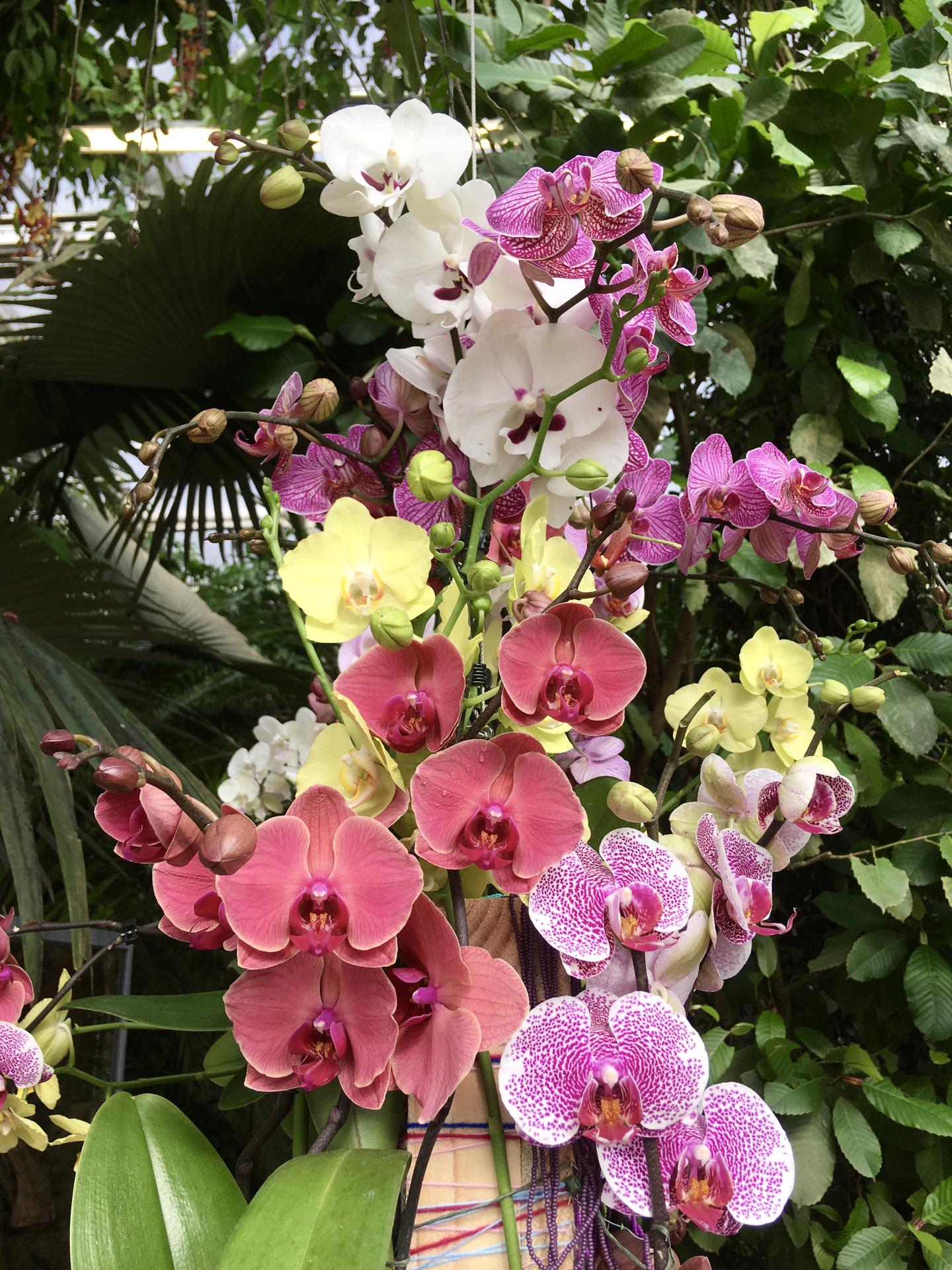 Vystava orchideji 2020 - Obrázek č. 33