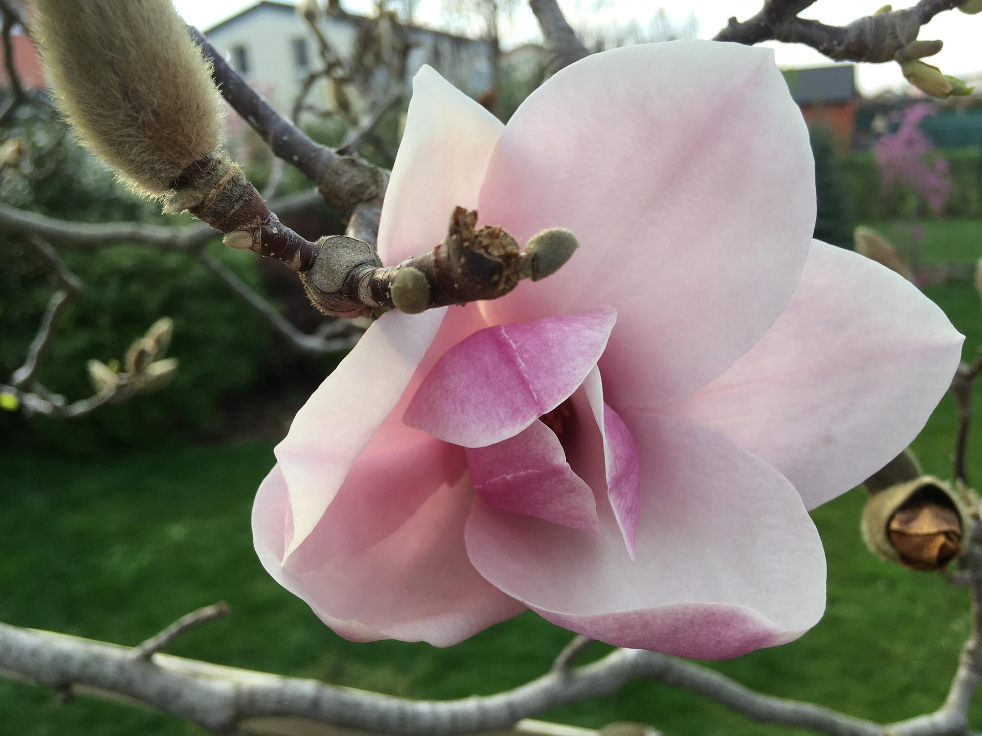 Zahrada 2020 - magnolie je letos silny individualista- misto zaplavy stovek kvetu, ke kterym mela silne nakroceno, se na posledni chvili rozhodla predvest jen zhruba 5 a ostatni si nechat spalit mrazem. Nu coz, aspon tem prezivsim hrdinum patri veskera slava!
