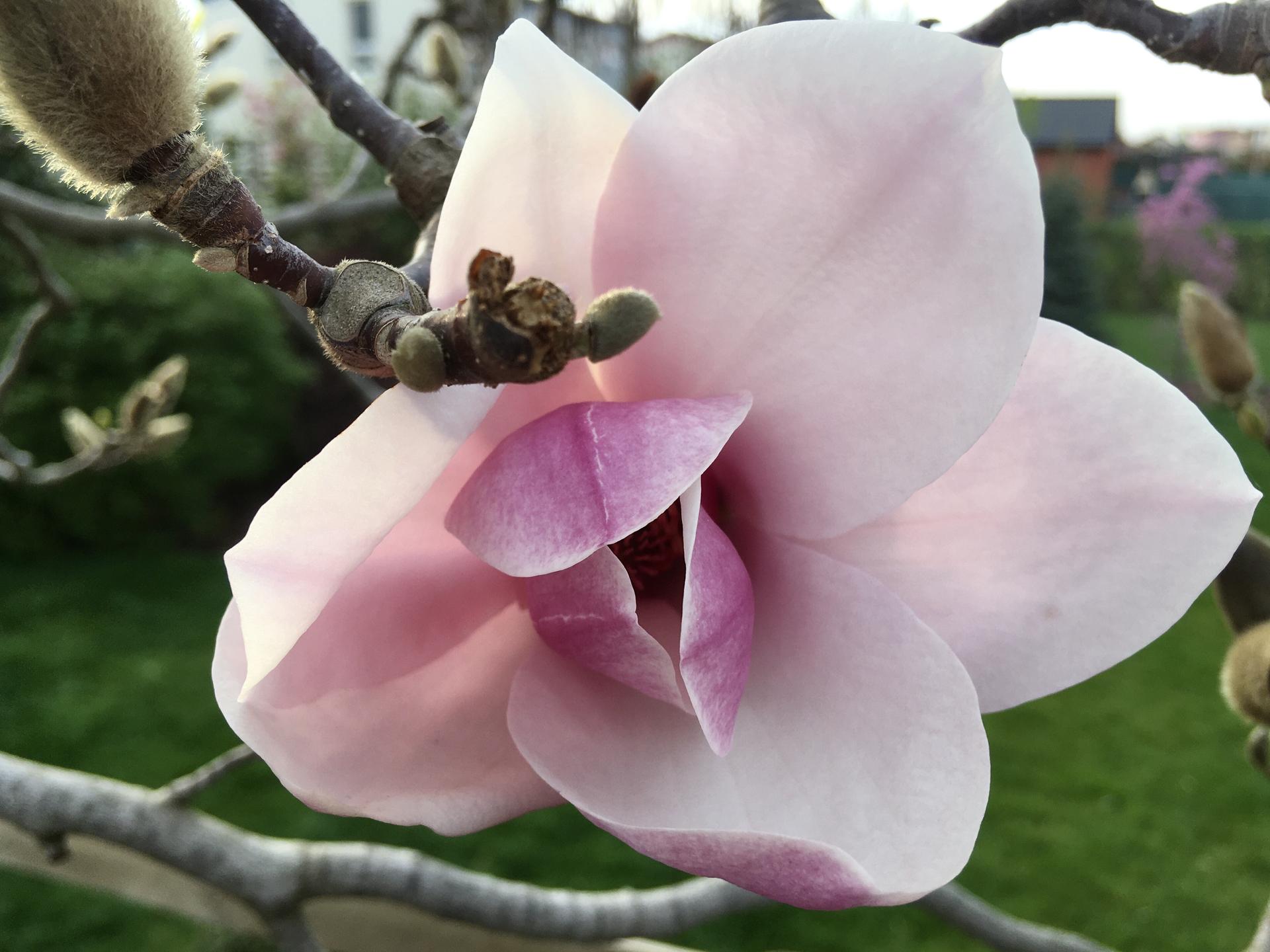 Zahrada 2020 - At zije jeden kvet na ctyrmetrove magnolii... mraz mel mnohonasobne vyssi smrnost nez koronavirus- ze zhruba dvou set poupat prezilo 5. Tak zase za rok, no...
