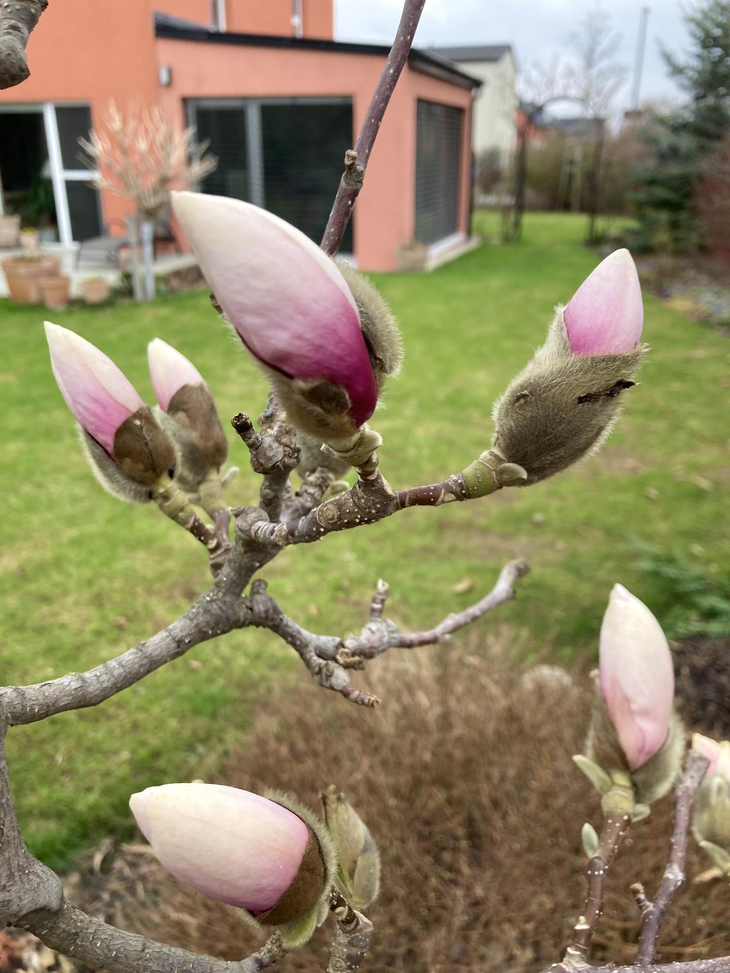 Zahrada 2022 - magnolie letos opet trochu pomrzla... tak jsem si ta poupata pred temi nejhorsimi dubnovymi mrazy jeste aspon vyfotila😢