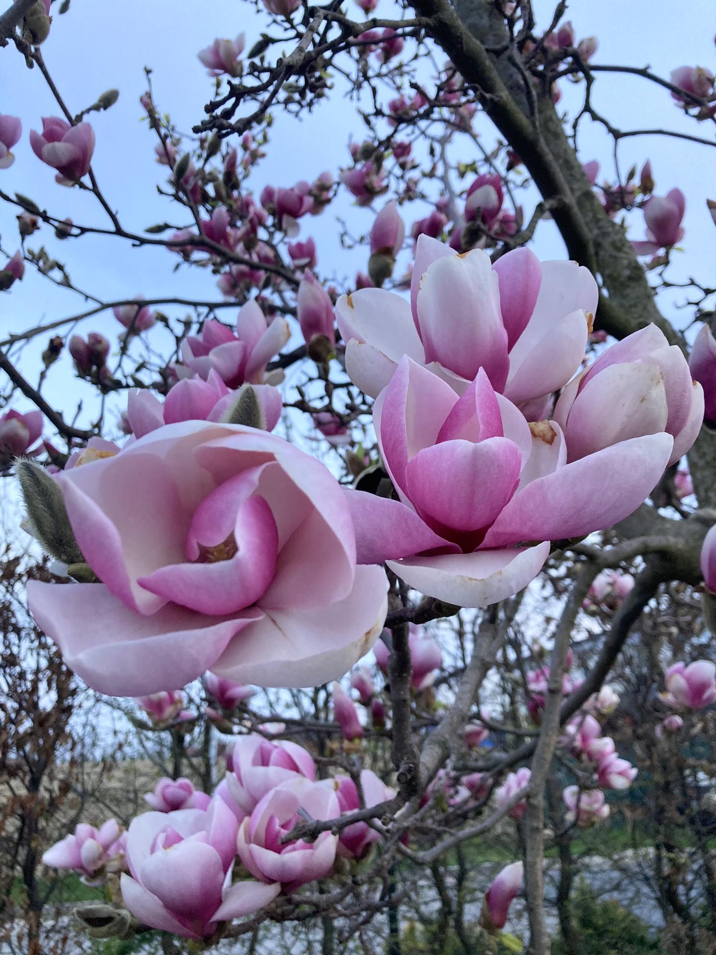 Zahrada 2022 - magnolie uz to rozbaluje ❤️🌸