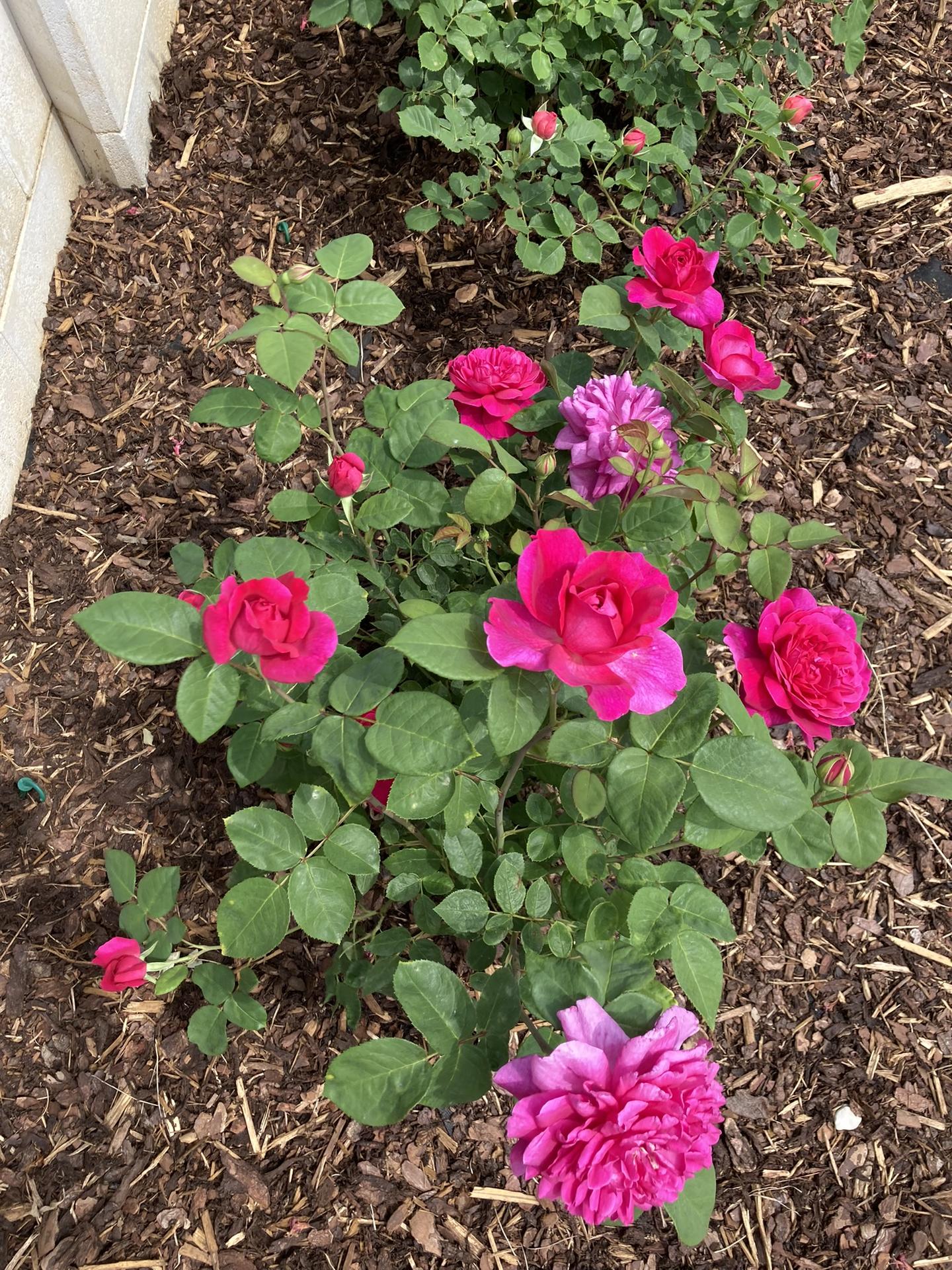 Zahrada 2022 - Sophy ´s Rose kvete jako o zavod- zatimco ostatni ruze maji povetsinou jen zelena poupata, Sofca naprosto bez rozpaku otevira jeden kvet za druhym! Zatim si vede skvele, uvidime, jestli ji ta pile vydrzi celou sezonu... mam ji nove, tak jsem zvedava
