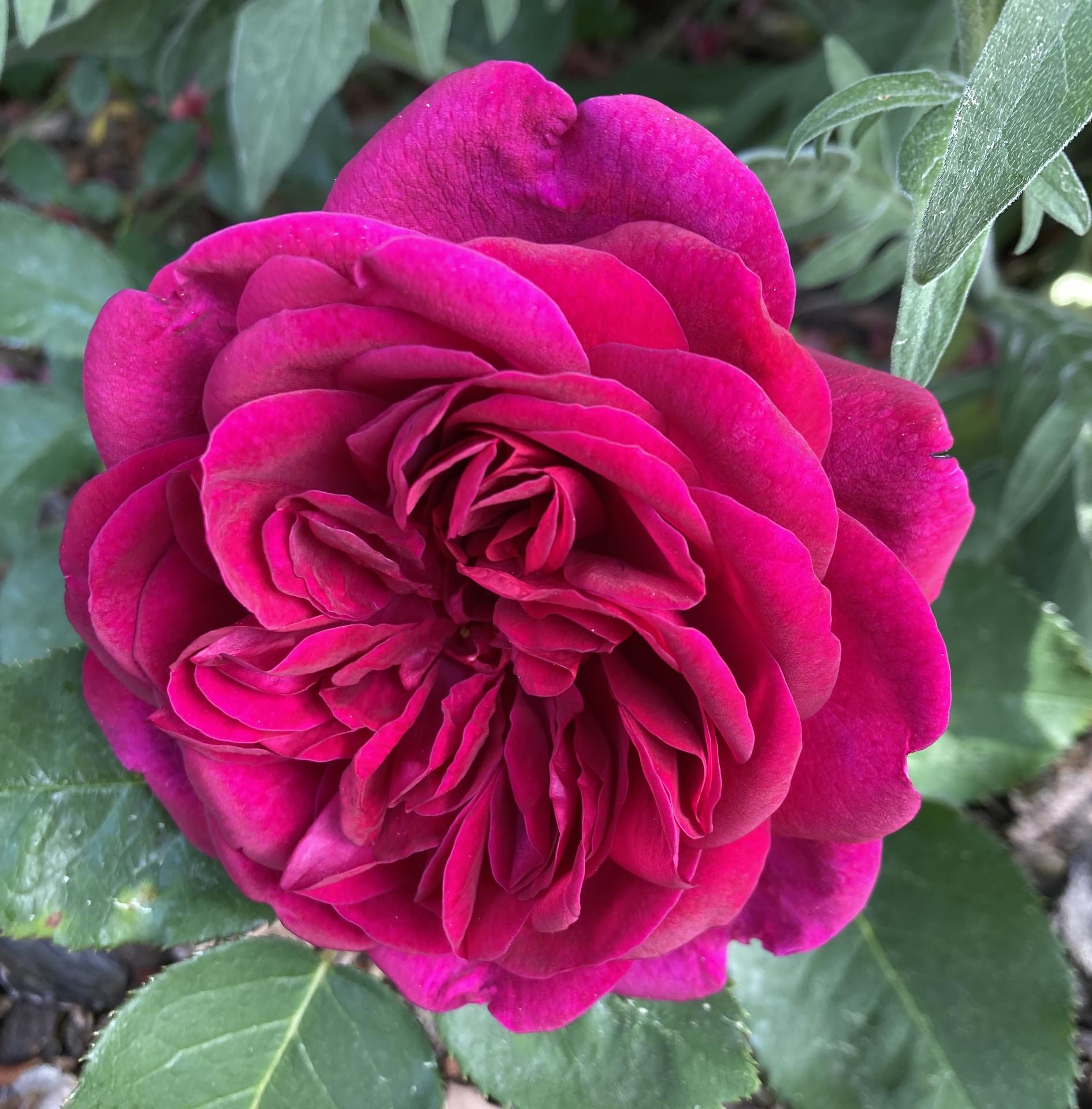 Zahrada 2022 - Dalsi ruzovi rychlici- dokonaly kvet ruze Prospero
