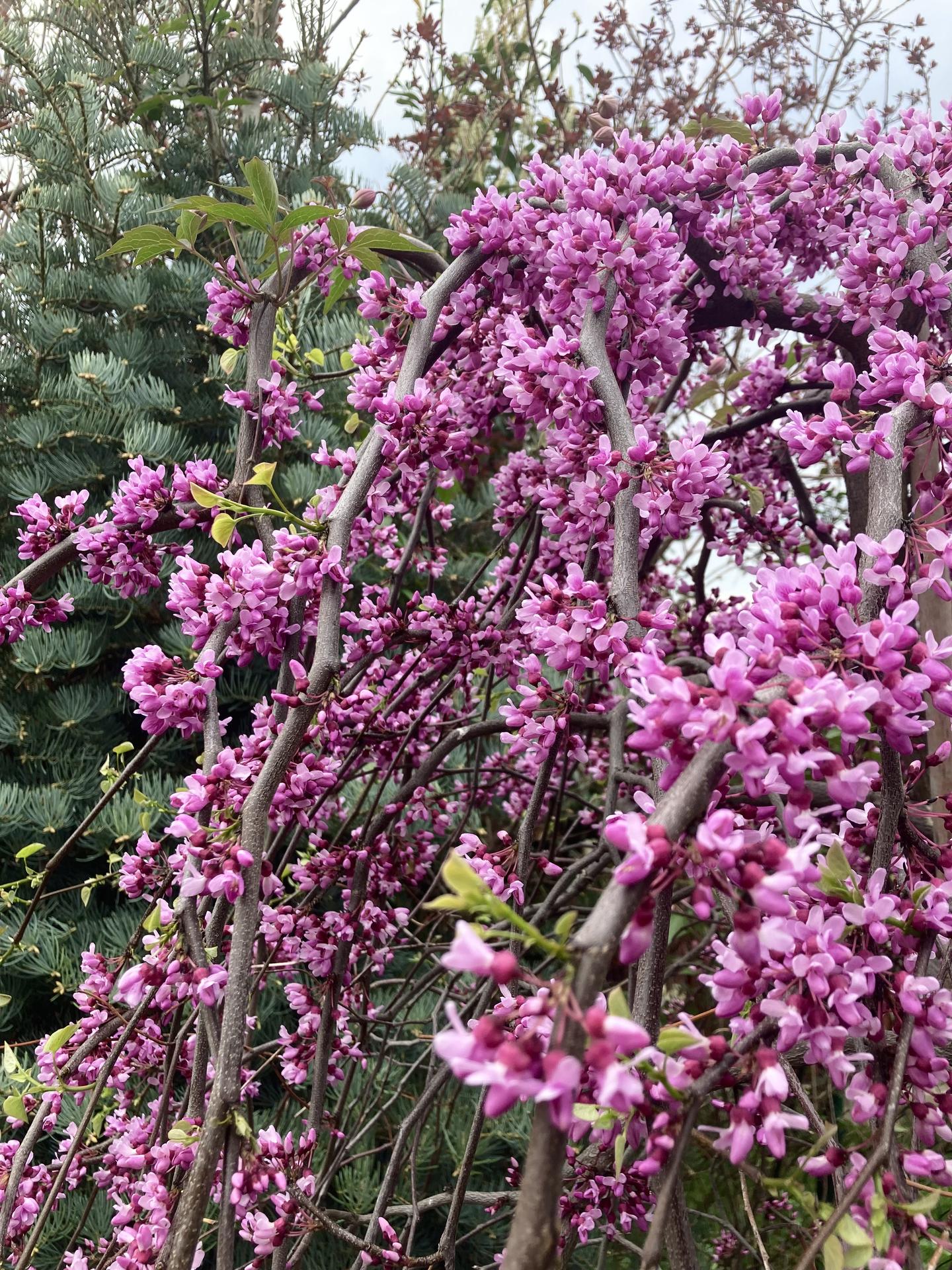 Zahrada 2022 - A uz sevylouply kvety zmarlik- tohle je kultivar Lavender Twist, previsly