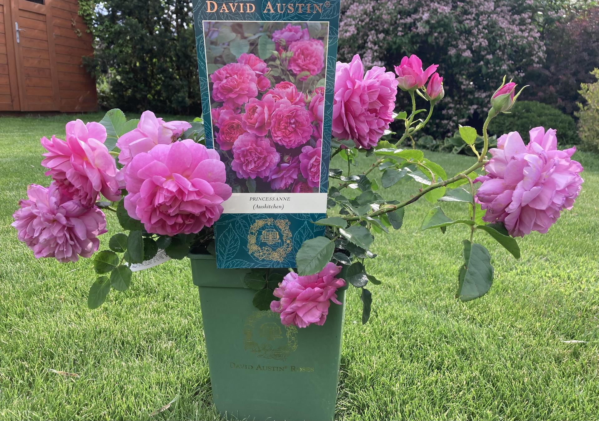 Zahrada 2022 - novy  prirustek do zahrady- Princess Anne( David Austin)