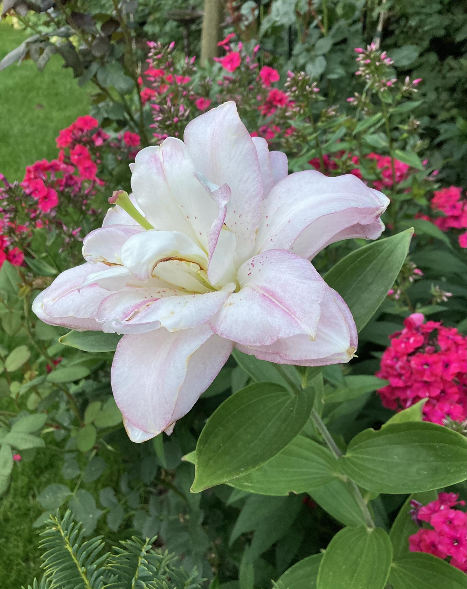 Zahrada 2022 - Cervenci vladnou vonave lilie- ruze ted povetsinou maji prestavku a vyhaneji nove vyhony s poupaty do dalsi vlny kveteni🥰