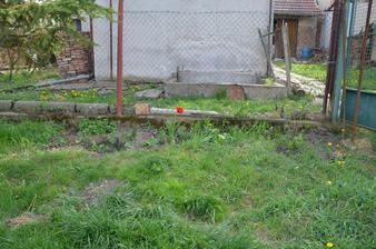 u plotu mezi zahradou a sklepem se nachází opět změť plevele, pampelišek, nějakého toho tulipánu, taky je tam meduňka, kousínek petržele a oregáno...a my jsme tam vysadili ostružiny