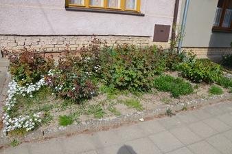předzahrádka....úplně vzadu narcisy a tulipány, vpravo ibišek, uprostřed růže a nějaké okrasné kytičky, suché nebyly nic moc, ale prý kvetou hezky :-D chtěla bych taky trochu změnit....dopředu bych chtěla levanduli