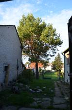 borovice...