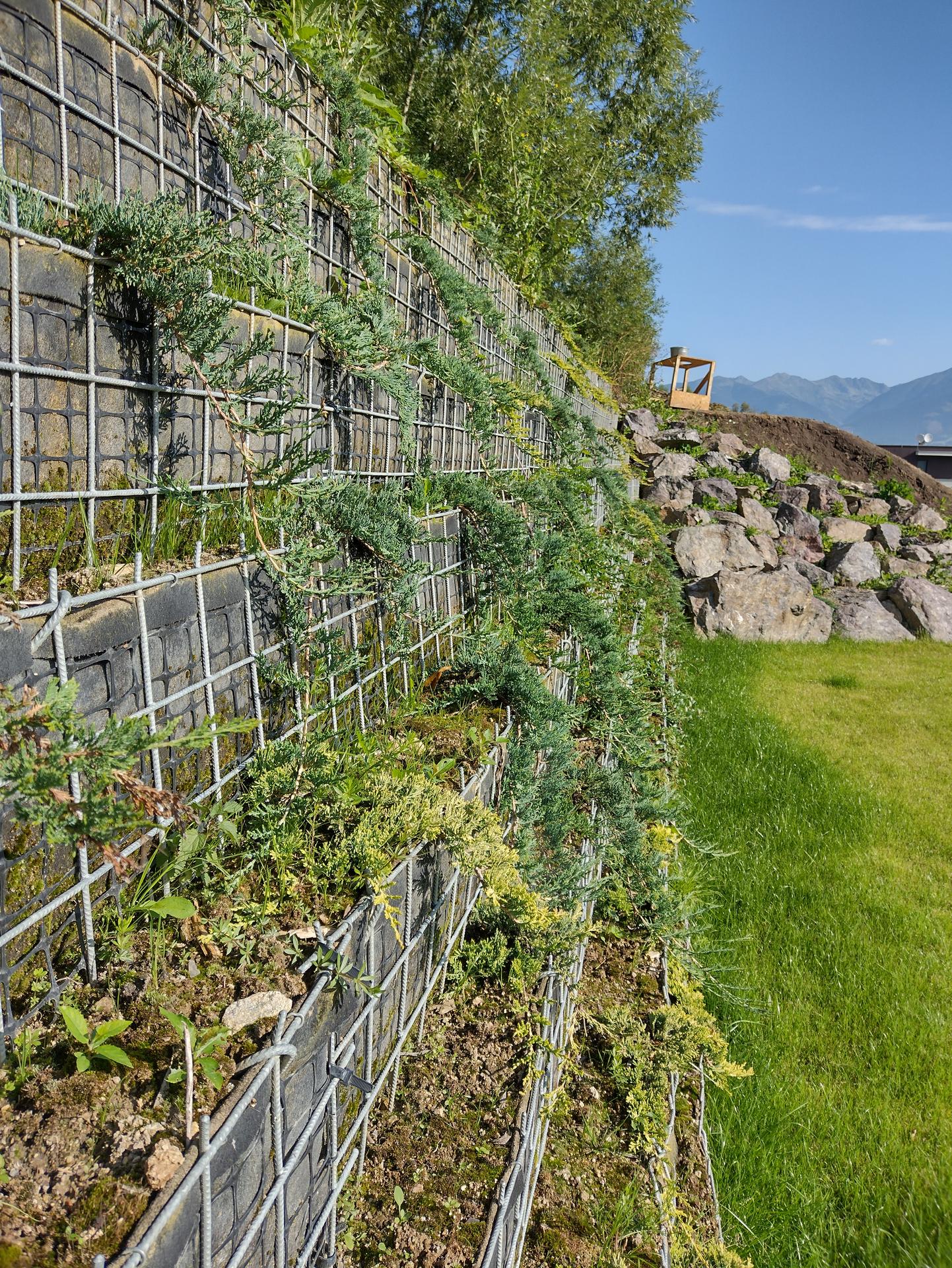26. Vegetačný oporný múr GreenSteel - výstavba - výsadba ihličnanmi