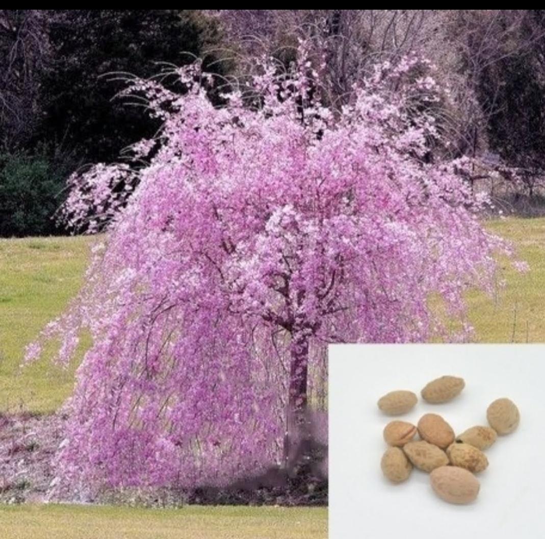 Japonská čerešňa SAKURA semená - Obrázok č. 1