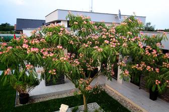 Albizia ide spinkat... listy zatvara kazdy vecer a ostavaju otvorene iba kvety :) dakujem jej za vytuzeny TIEN :D