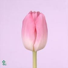 Tak tenhle tulipán vyhrál... jen aby byl začátkem června k sehnání :-)