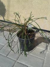 Thuja pl. Whipcord