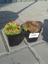 sempervivum