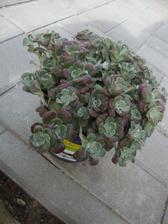 sedum stoneland