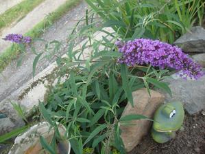 komule davidova- buddleja